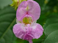  (C) 2008 by G. Doczkal, Blüte, Eichelberg bei Winkel, Baden-Württemberg, Germany