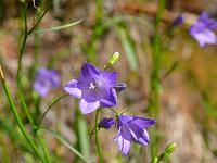  (C) 2008 by G. Doczkal, Glockenblumen, Eichelberg bei Winkel, Baden-Württemberg, Germany