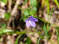  (C) 2008 by G. Doczkal, Glockenblume, Eichelberg bei Winkel, Baden-Württemberg, Germany