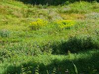  (C) 2008 by G. Doczkal, Blumenwiese, Waldprechtstal bei Freiolsheim, Baden-Württemberg, Germany