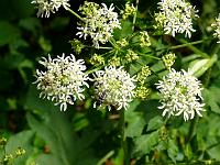  (C) 2008 by G. Doczkal, Schafgarbe, Eichelberg bei Waldprechtsweier, Baden-Württemberg, Germany