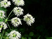  (C) 2008 by G. Doczkal, Schafgarbe, Eichelberg bei Waldprechtsweier, Baden-Württemberg, Germany