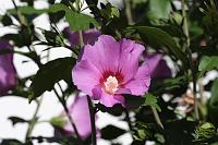  (C) 2008 by G. Doczkal, Hibiscus, 48.883621°N/8.319493°E, Wasserloch bei Malsch, Baden-Württemberg, Germany