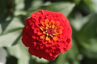  (C) 2008 by G. Doczkal, Rote Zinie, 48.883621°N/8.319493°E, Wasserloch bei Malsch, Baden-Württemberg, Germany