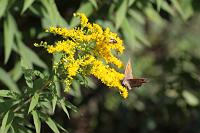  (C) 2008 by G. Doczkal, Goldrute, 48.883621°N/8.319493°E, Wasserloch bei Malsch, Baden-Württemberg, Germany