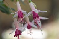  (C) 2008 by G. Doczkal, Blüten, 48.883621°N/8.319493°E, Wasserloch bei Malsch, Baden-Württemberg, Germany