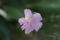  (C) 2008 by G. Doczkal, Wilde Malve, 48.883621°N/8.319493°E, Wasserloch bei Malsch, Baden-Württemberg, Germany