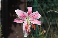  (C) 2008 by G. Doczkal, Weisse Lilie, 48.883621°N/8.319493°E, Wasserloch bei Malsch, Baden-Württemberg, Germany