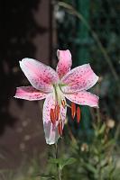  (C) 2008 by G. Doczkal, Weisse Lilie, 48.883621°N/8.319493°E, Wasserloch bei Malsch, Baden-Württemberg, Germany