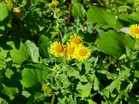  (C) 2008 by G. Doczkal, Blüten, Mauzenberg bei Bernbach, Baden-Württemberg, Germany