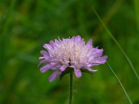  (C) 2008 by G. Doczkal, Blüte, Ringberg, Baden-Württemberg, Germany