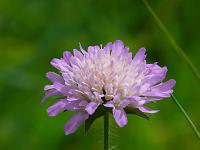  (C) 2008 by G. Doczkal, Blüte, Ringberg, Baden-Württemberg, Germany