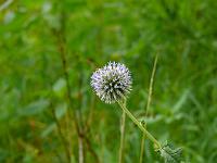  (C) 2008 by G. Doczkal, Blüte, Tennetberg, Baden-Württemberg, Germany