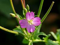  (C) 2008 by G. Doczkal, Blüte, Eichelberg bei Waldprechtsweier, Baden-Württemberg, Germany