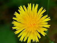  (C) 2008 by G. Doczkal, Blüte, Eichelberg bei Waldprechtsweier, Baden-Württemberg, Germany