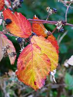  (C) 2008 by G. Doczkal, Brombeerblätter, Eichelberg bei Oberweier, Baden-Württemberg, Germany