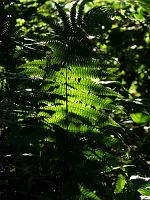  (C) 2008 by G. Doczkal, Farn im Gegenlicht, Eichelberg bei Winkel, Baden-Württemberg, Germany