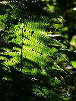  (C) 2008 by G. Doczkal, Farn im Gegenlicht, Eichelberg bei Winkel, Baden-Württemberg, Germany