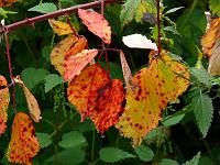  (C) 2008 by G. Doczkal, Brombeerblätter, Eichelberg bei Winkel, Baden-Württemberg, Germany