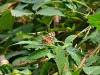  (C) 2008 by G. Doczkal, Schmetterling, Eichelberg bei Winkel, Baden-Württemberg, Germany