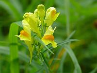  (C) 2008 by G. Doczkal, Wilde Löwenmäulchen, Gaisstatt bei Freiolsheim, Baden-Württemberg, Germany