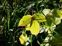  (C) 2008 by G. Doczkal, Brombeerblätter, Eichelberg bei Winkel, Baden-Württemberg, Germany