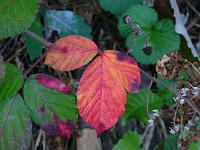  (C) 2008 by G. Doczkal, Herbstfarben, Eichelberg bei Winkel, Baden-Württemberg, Germany