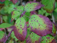  (C) 2008 by G. Doczkal, Brombeerblätter, Eichelberg bei Oberweier, Baden-Württemberg, Germany