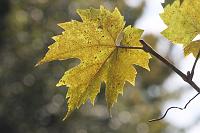  (C) 2008 by G. Doczkal, Weinblatt, 48.883621°N/8.319493°E, Wasserloch bei Malsch, Baden-Württemberg, Germany