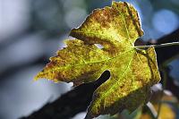  (C) 2008 by G. Doczkal, Weinlaub im Herbst, 48.883621°N/8.319493°E, Wasserloch bei Malsch, Baden-Württemberg, Germany