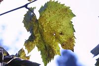  (C) 2008 by G. Doczkal, Weinlaub im Herbst, 48.883621°N/8.319493°E, Wasserloch bei Malsch, Baden-Württemberg, Germany