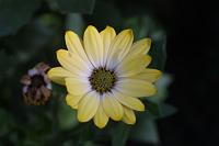  (C) 2008 by G. Doczkal, Blüte, 48.883621°N/8.319493°E, Wasserloch bei Malsch, Baden-Württemberg, Germany