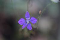  (C) 2008 by G. Doczkal, Blüte, 48.883621°N/8.319493°E, Wasserloch bei Malsch, Baden-Württemberg, Germany