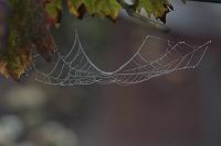  (C) 2008 by G. Doczkal, Spinnennetz mit Tau, 48.883621°N/8.319493°E, Wasserloch bei Malsch, Baden-Württemberg, Germany
