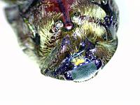  (C) 2008 by G. Doczkal, Käferportrait, 48.883621°N/8.319493°E, Wasserloch bei Malsch, Baden-Württemberg, Germany