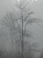  (C) 2009 by G. Doczkal, Winter am Eichelberg, 48.852947°N/8.324014°E, 1.67  Km von Waldprechtsweier, Baden-Württemberg, Germany