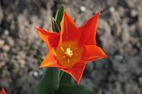  (C) 2009 by G. Doczkal, Tulpe, 48.883621°N/8.319493°E, Wasserloch bei Malsch, Baden-Württemberg, Germany