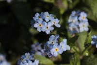  (C) 2009 by G. Doczkal, Vergissmeinnicht, 48.883621°N/8.319493°E, Wasserloch bei Malsch, Baden-Württemberg, Germany