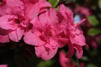  (C) 2009 by G. Doczkal, Blüten, 48.883621°N/8.319493°E, Wasserloch bei Malsch, Baden-Württemberg, Germany