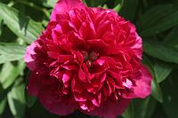  (C) 2009 by G. Doczkal, Pfingstrose, 48.883621°N/8.319493°E, Wasserloch bei Malsch, Baden-Württemberg, Germany