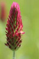  (C) 2009 by G. Doczkal, Kleeblüte, 48.883621°N/8.319493°E, Wasserloch bei Malsch, Baden-Württemberg, Germany