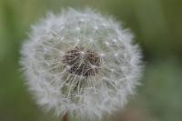  (C) 2009 by G. Doczkal, Pusteblume, 48.883621°N/8.319493°E, Wasserloch bei Malsch, Baden-Württemberg, Germany