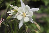  (C) 2009 by G. Doczkal, Akelei, 48.883621°N/8.319493°E, Wasserloch bei Malsch, Baden-Württemberg, Germany