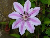  (C) 2009 by G. Doczkal, Klematis, 48.883621°N/8.319493°E, Wasserloch bei Malsch, Baden-Württemberg, Germany