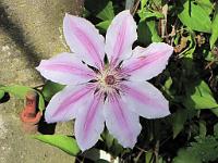  (C) 2009 by G. Doczkal, Klematis, 48.883621°N/8.319493°E, Wasserloch bei Malsch, Baden-Württemberg, Germany