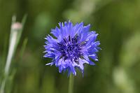  (C) 2009 by G. Doczkal, Kornblume, 48.883621°N/8.319493°E, Wasserloch bei Malsch, Baden-Württemberg, Germany