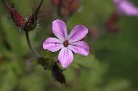  (C) 2009 by G. Doczkal, Blüte, mit IrfanView aufgehellt, 48.883621°N/8.319493°E, Wasserloch bei Malsch, Baden-Württemberg, Germany