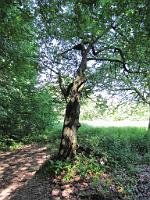  (C) 2009 by G. Doczkal, Alter Baum, Eichelberg bei Waldprechtsweier, Baden-Württemberg, Germany