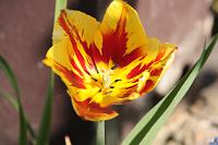  (C) 2010 by G. Doczkal, Tulpe, 48.883602°N/8.319743°E, Wasserloch bei Malsch, Baden-Württemberg, Germany