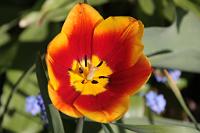  (C) 2010 by G. Doczkal, Tulpe, 48.883602°N/8.319743°E, Wasserloch bei Malsch, Baden-Württemberg, Germany